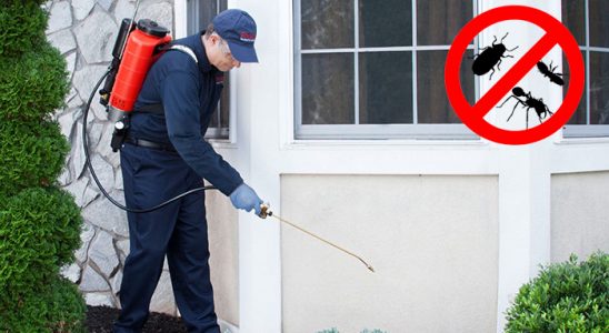 Gümüşova Bit İlaçlama böcek ilaçlama ve haşere kontrolü — ilaclama-tr.com